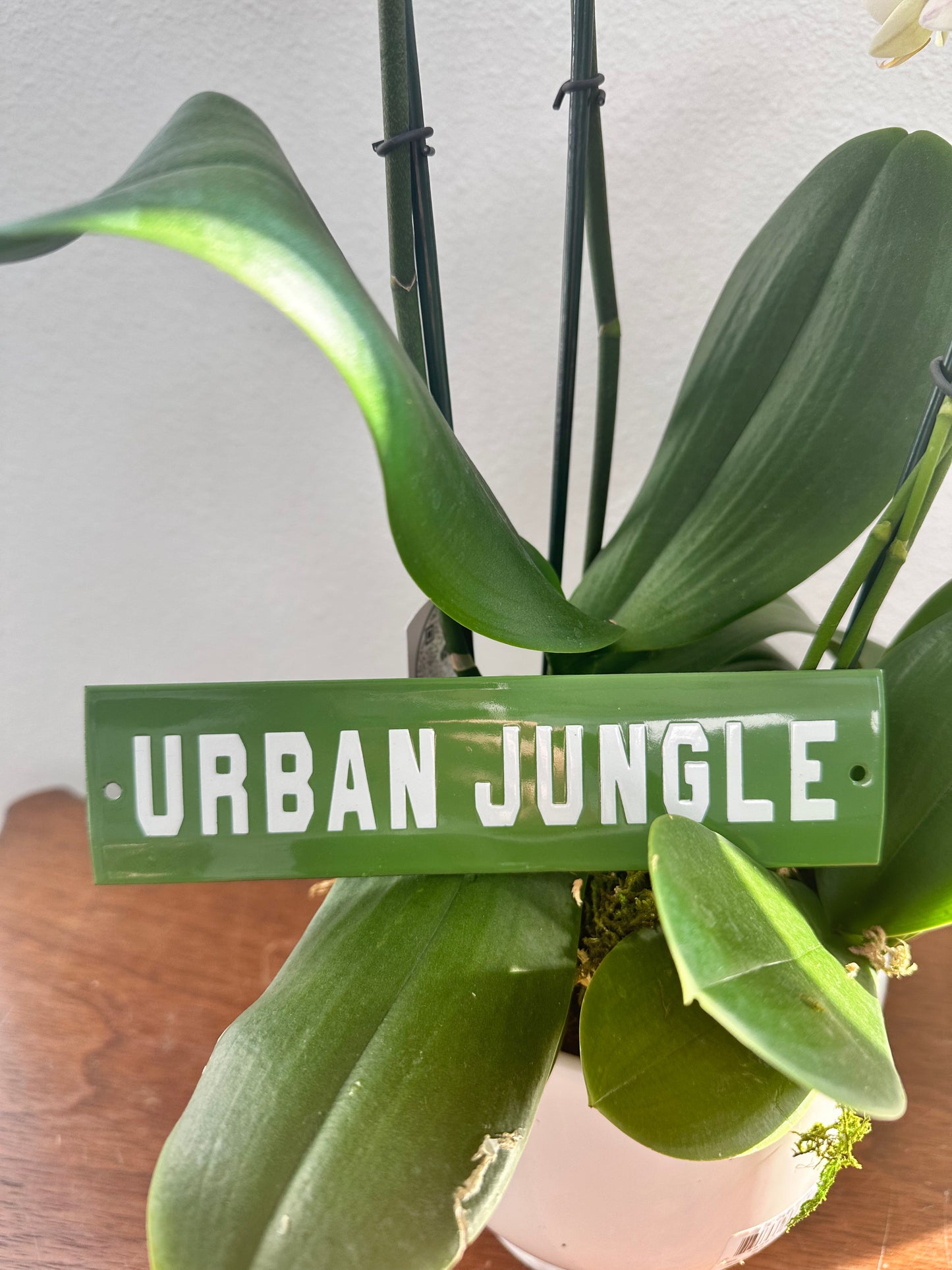 Urban Jungle